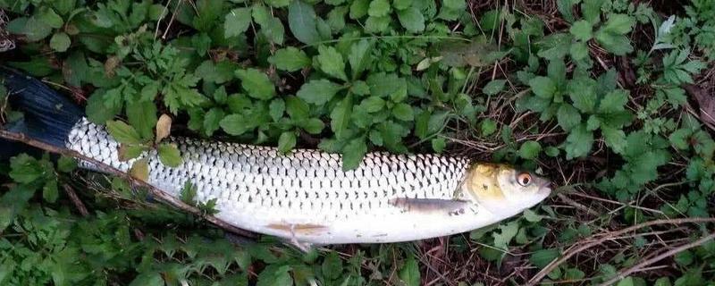 红眼鲮鱼能不能钓，下风向、入水口适合作钓