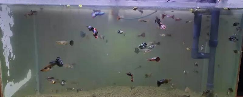 孔雀鱼的养殖方法，喜欢弱碱性的水质