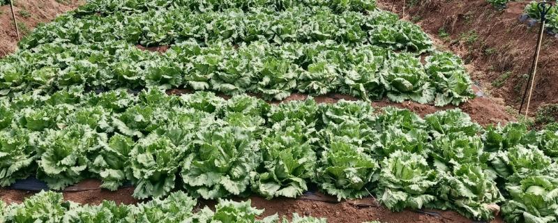 生菜球怎么种植，出苗后每天早晚各喷一次水