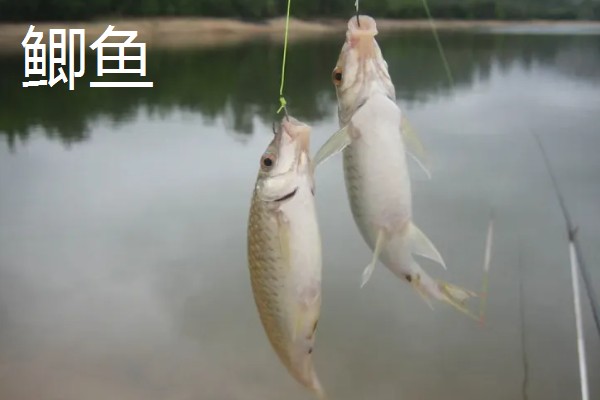 顿口漂的简介，是近年兴起的新型浮漂