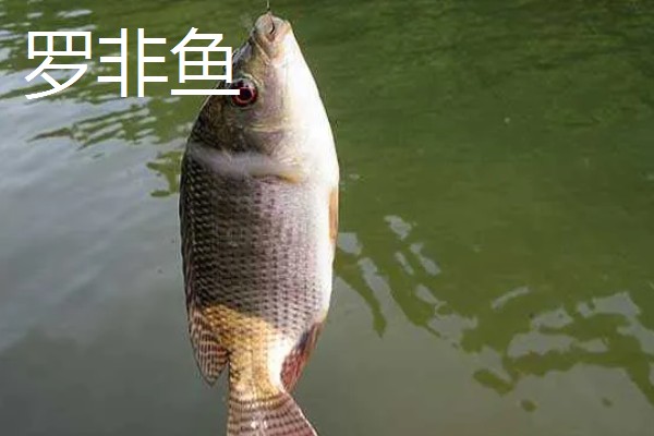 顿口漂的简介，是近年兴起的新型浮漂