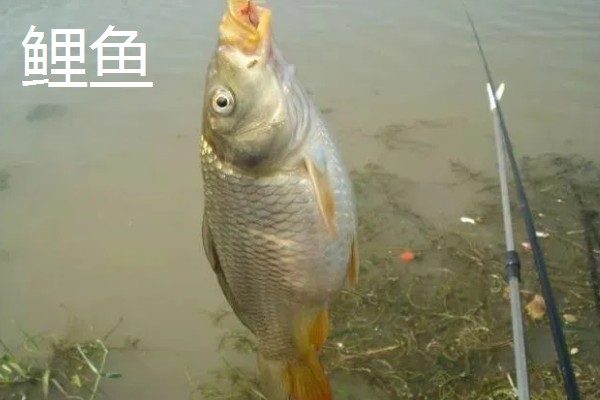 顿口漂的简介，是近年兴起的新型浮漂