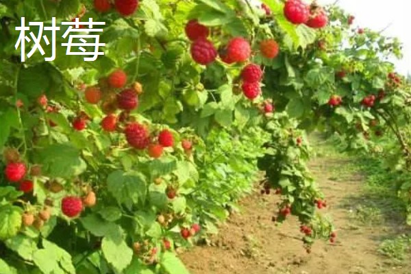 树莓和蔓越莓有什么区别，前者属于蔷薇科、后者属于杜鹃花科