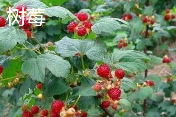 树莓和蔓越莓有什么区别，前者属于蔷薇科、后者属于杜鹃花科