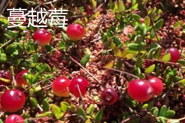 树莓和蔓越莓有什么区别，前者属于蔷薇科、后者属于杜鹃花科