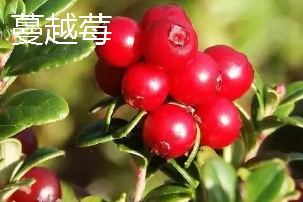 树莓和蔓越莓有什么区别，前者属于蔷薇科、后者属于杜鹃花科