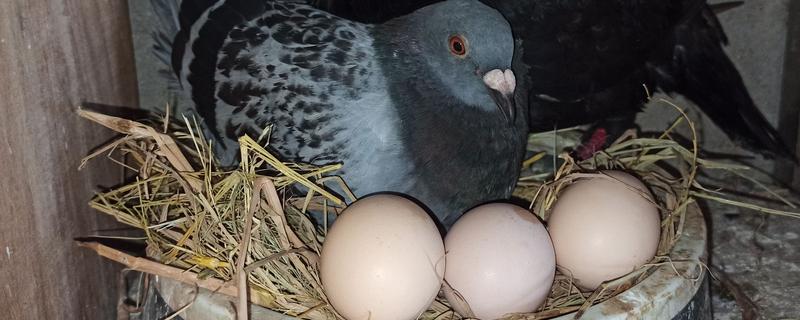鸽子是不是四季都能下蛋，温度适宜便可常年下蛋