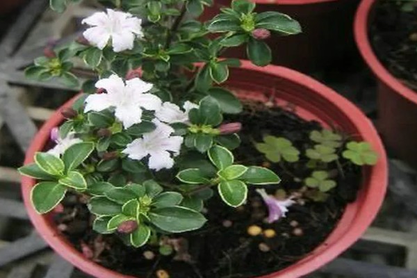 怎么养六月雪，生长旺季每月追施1-2次