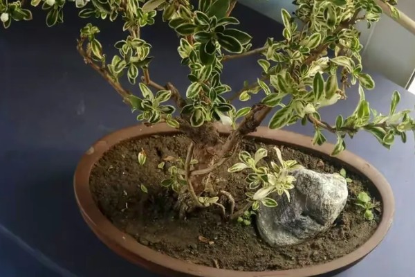 怎么养六月雪，生长旺季每月追施1-2次