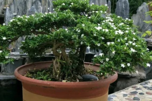 怎么养六月雪，生长旺季每月追施1-2次