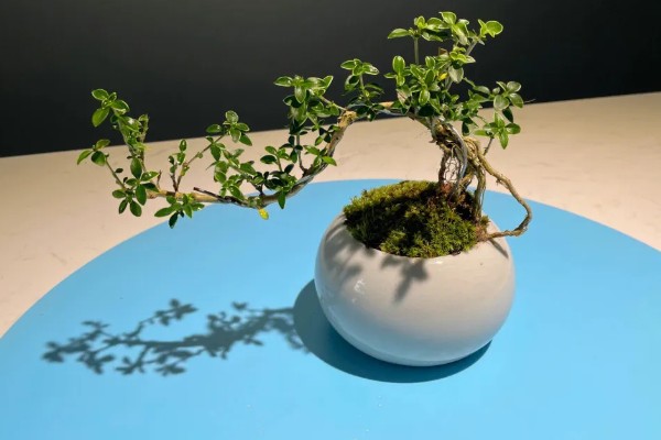 怎么养六月雪，生长旺季每月追施1-2次