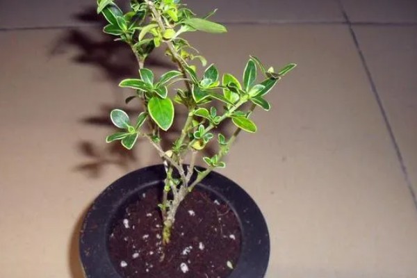 怎么养六月雪，生长旺季每月追施1-2次