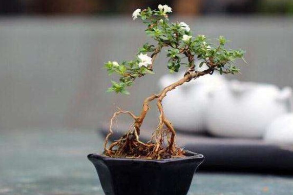 怎么养六月雪，生长旺季每月追施1-2次