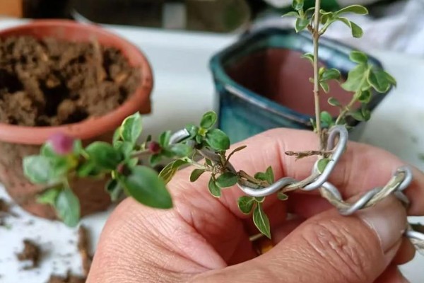 怎么养六月雪，生长旺季每月追施1-2次