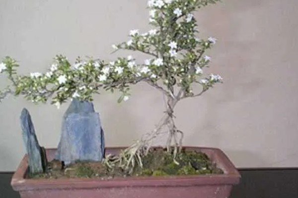 怎么养六月雪，生长旺季每月追施1-2次