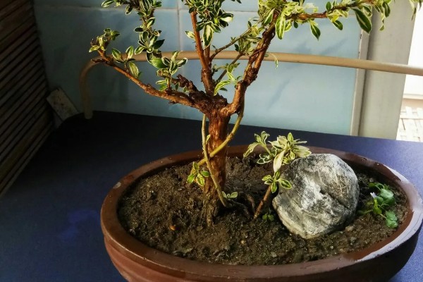 怎么养六月雪，生长旺季每月追施1-2次