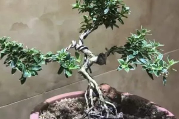 怎么养六月雪，生长旺季每月追施1-2次