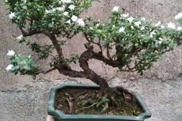 怎么养六月雪，生长旺季每月追施1-2次