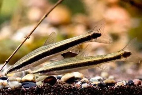 长麦穗鱼的简介，属于鲤科、麦穗鱼属淡水鱼类