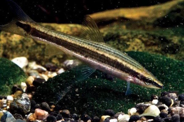 长麦穗鱼的简介，属于鲤科、麦穗鱼属淡水鱼类