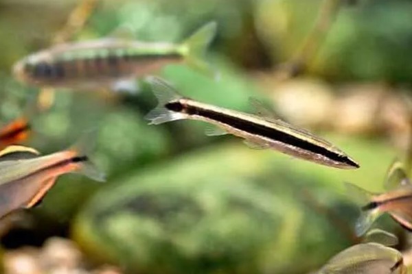 长麦穗鱼的简介，属于鲤科、麦穗鱼属淡水鱼类