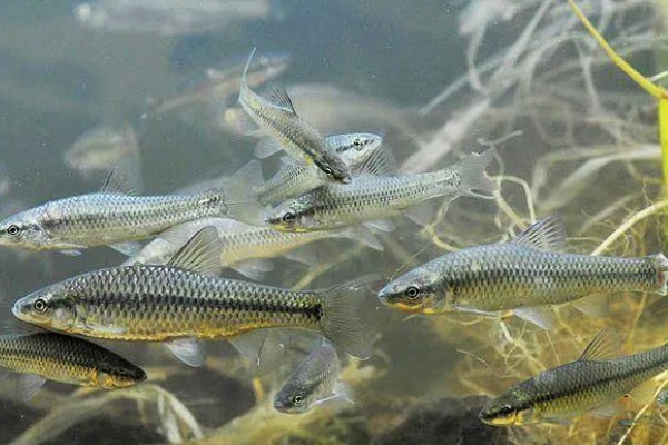 长麦穗鱼的简介，属于鲤科、麦穗鱼属淡水鱼类