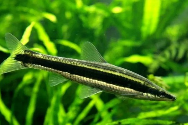 长麦穗鱼的简介，属于鲤科、麦穗鱼属淡水鱼类