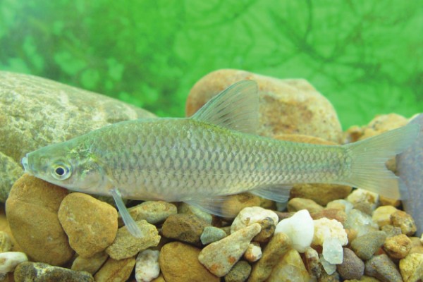 长麦穗鱼的简介，属于鲤科、麦穗鱼属淡水鱼类