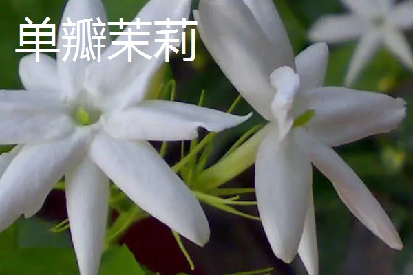 单瓣茉莉与双瓣茉莉有什么区别，前者花瓣为7-11枚、后者花瓣为13-18枚