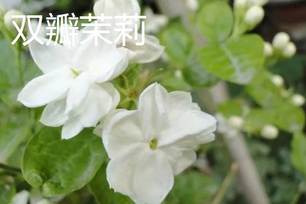 单瓣茉莉与双瓣茉莉有什么区别，前者花瓣为7-11枚、后者花瓣为13-18枚