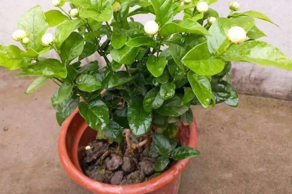 单瓣茉莉与双瓣茉莉有什么区别，前者花瓣为7-11枚、后者花瓣为13-18枚