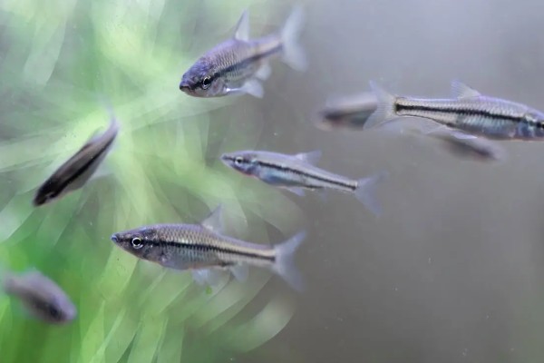 长麦穗鱼的简介，属于鲤科、麦穗鱼属淡水鱼类