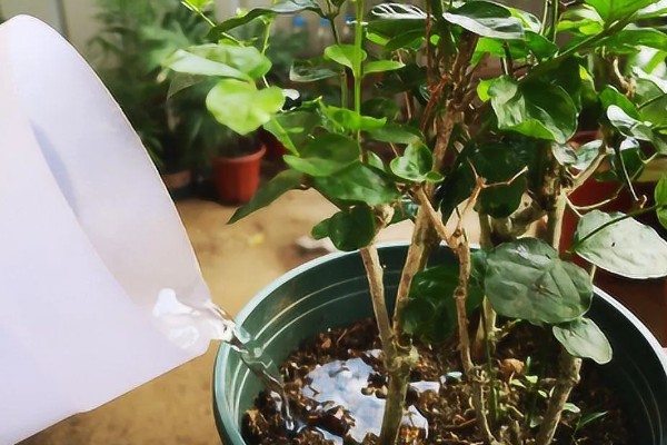 单瓣茉莉与双瓣茉莉有什么区别，前者花瓣为7-11枚、后者花瓣为13-18枚