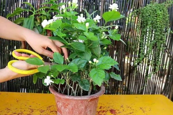 单瓣茉莉与双瓣茉莉有什么区别，前者花瓣为7-11枚、后者花瓣为13-18枚