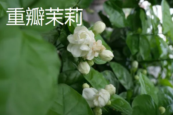 单瓣茉莉与双瓣茉莉有什么区别，前者花瓣为7-11枚、后者花瓣为13-18枚