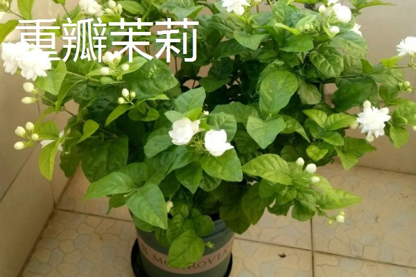 单瓣茉莉与双瓣茉莉有什么区别，前者花瓣为7-11枚、后者花瓣为13-18枚