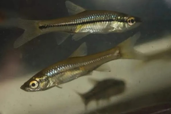 长麦穗鱼的简介，属于鲤科、麦穗鱼属淡水鱼类