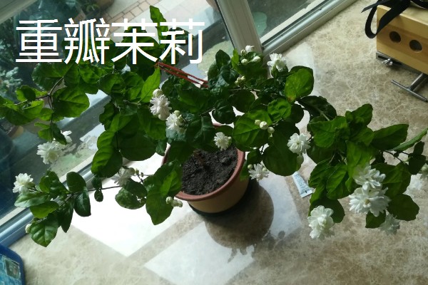 单瓣茉莉与双瓣茉莉有什么区别，前者花瓣为7-11枚、后者花瓣为13-18枚