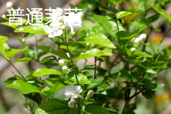 单瓣茉莉与双瓣茉莉有什么区别，前者花瓣为7-11枚、后者花瓣为13-18枚