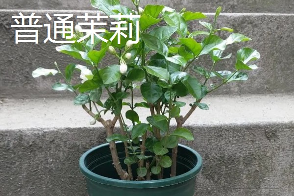 单瓣茉莉与双瓣茉莉有什么区别，前者花瓣为7-11枚、后者花瓣为13-18枚