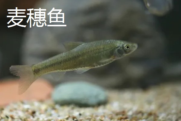 长麦穗鱼的简介，属于鲤科、麦穗鱼属淡水鱼类