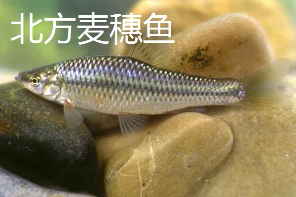 长麦穗鱼的简介，属于鲤科、麦穗鱼属淡水鱼类