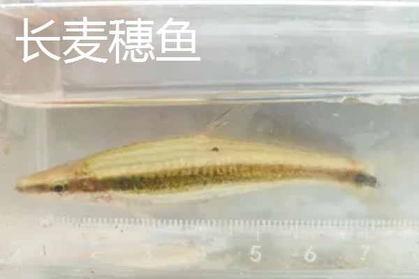 长麦穗鱼的简介，属于鲤科、麦穗鱼属淡水鱼类