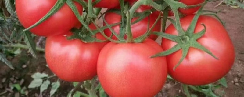 种植西红柿的方法，行株距为50×30厘米