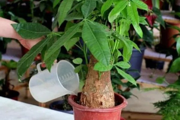 小发财树的养殖方法，生长旺季少施氮肥可避免徒长