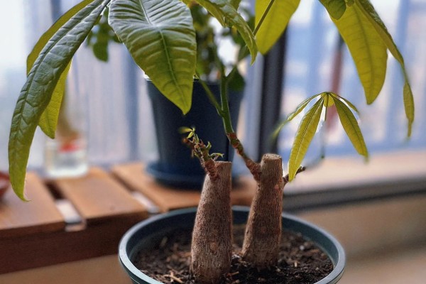 小发财树的养殖方法，生长旺季少施氮肥可避免徒长