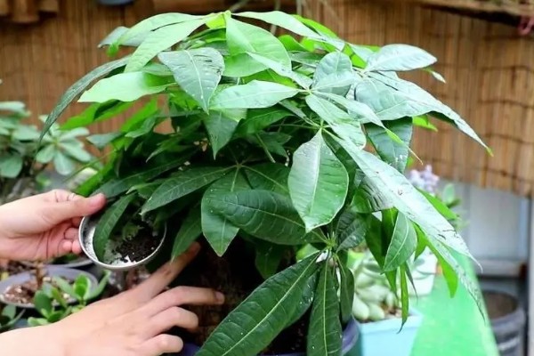 小发财树的养殖方法，生长旺季少施氮肥可避免徒长