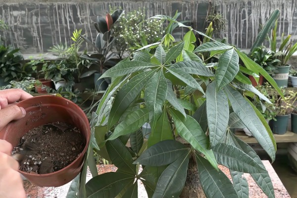 小发财树的养殖方法，生长旺季少施氮肥可避免徒长