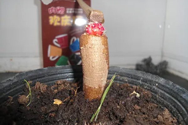 小发财树的养殖方法，生长旺季少施氮肥可避免徒长