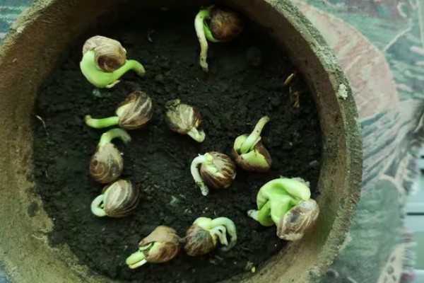 小发财树的养殖方法，生长旺季少施氮肥可避免徒长